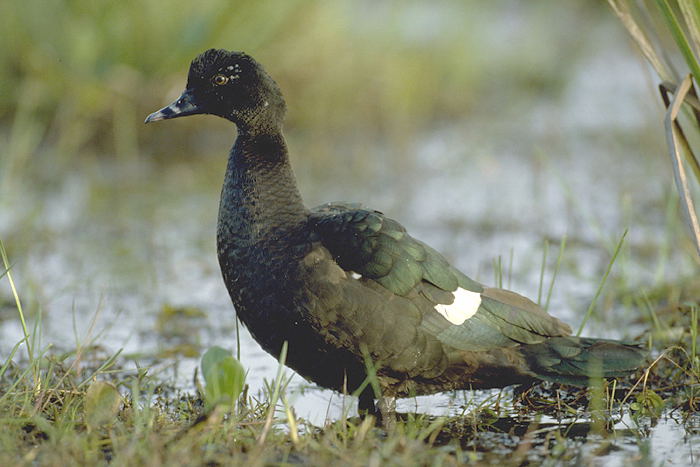 http://www.avespantanal.com.br/imagens/034%20-%20Pato-do-mato/pato-do-mato-9149-72.jpg